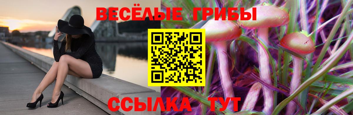 Скопин  где найти   Вход с VPN  Галлюциногенные грибы Psilocybe 